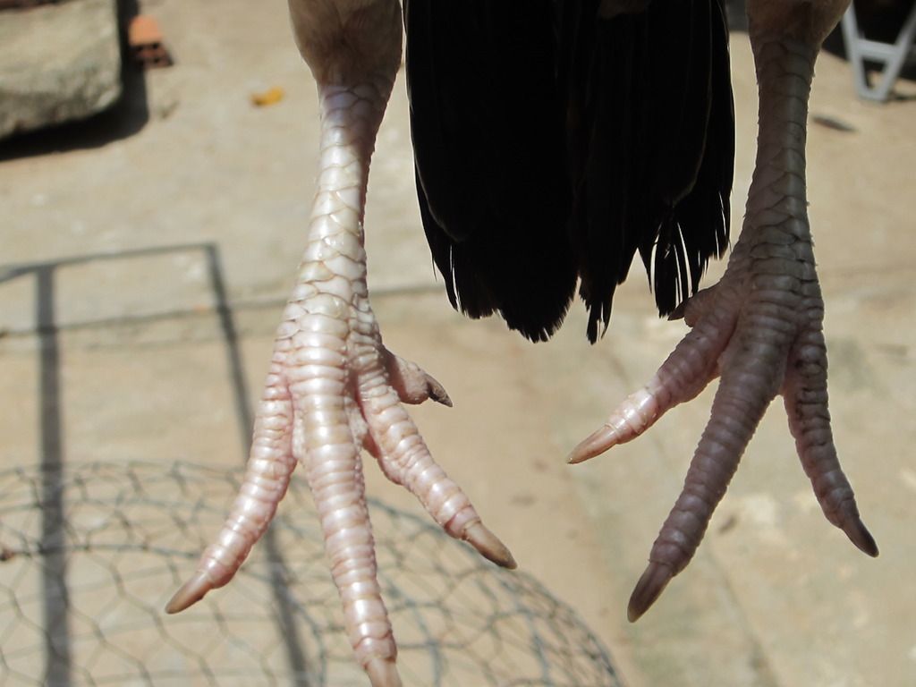 gà mái tre asil -mái tre jap - 2