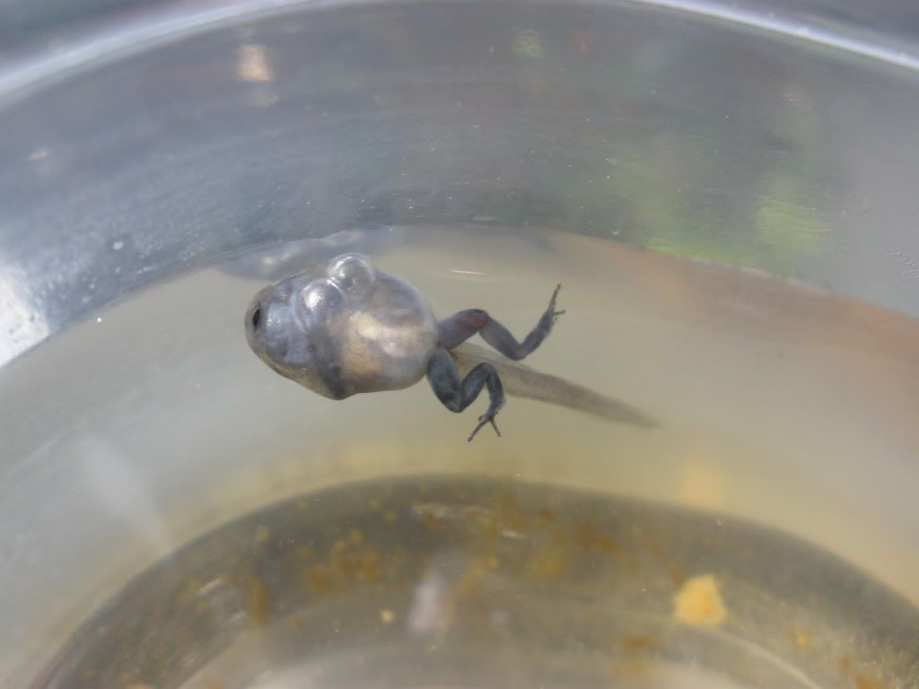 Tadpole with air bubble Dendroboard